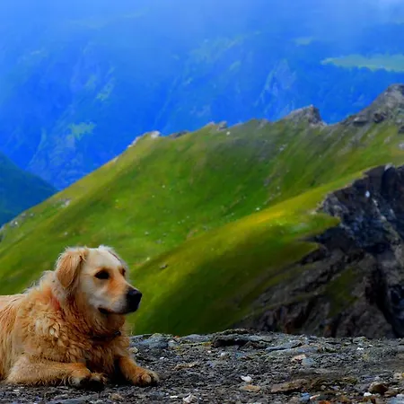 Apartament Appartamentinid