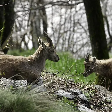 Appartamentinid Apartament