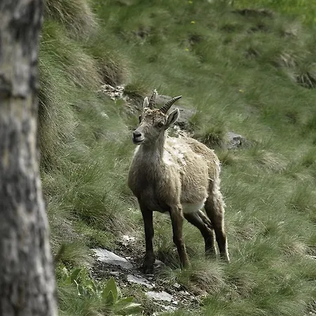 Appartamentinid Apartament *