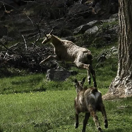 Apartament Appartamentinid *