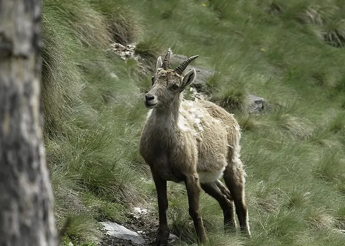 Appartamentinid Apartamento *