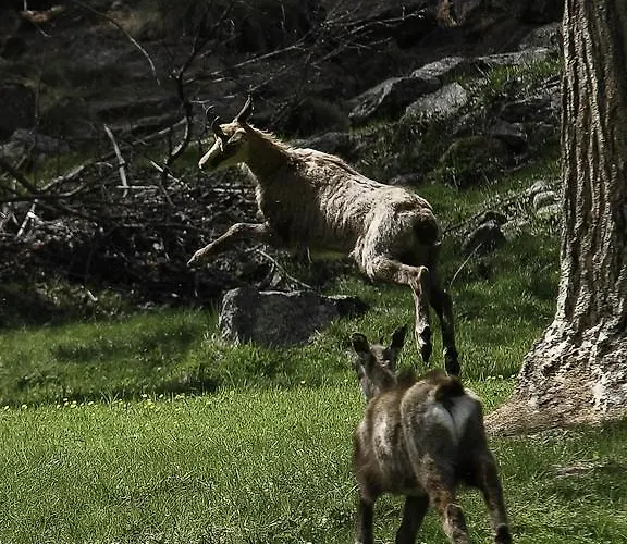 Apartamento Appartamentinid *